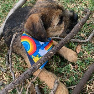 Dog bandanas, double sided, handmade by my label